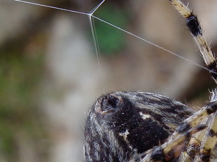 Araneus diadematus
